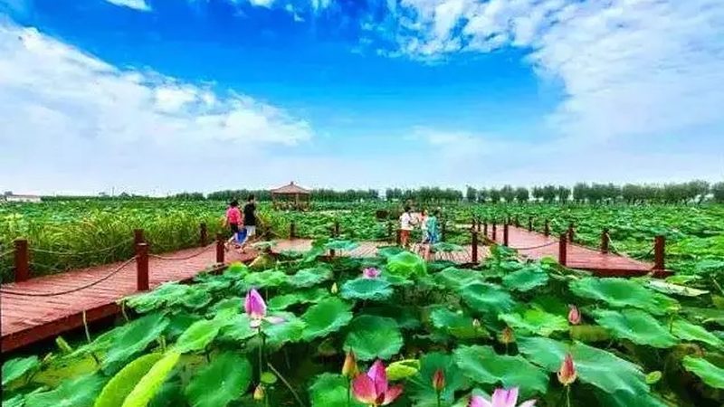 粮食机械是农业生产中不可或缺的设备，其特点如下：