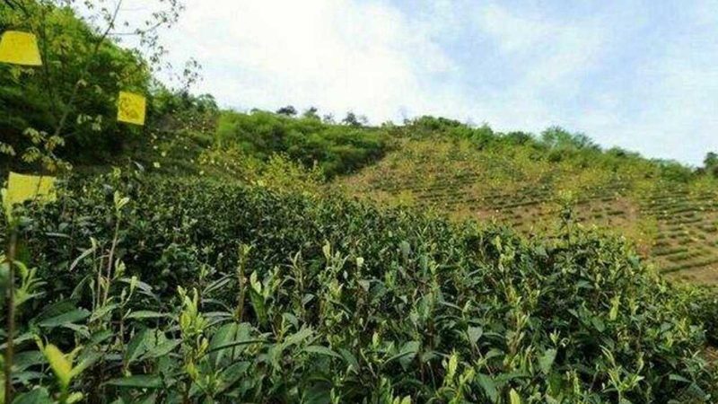 家庭农场大棚设计，这些关键点不容忽视