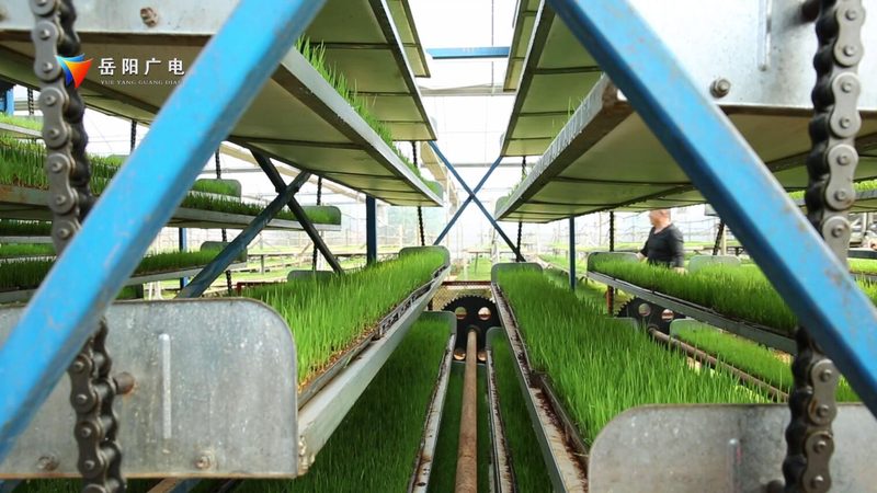 露天水果种植防病之道：如何构建健康生态圈