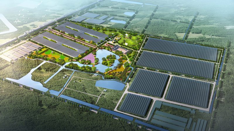 蔬菜大棚建设流程：从选址到收获的全程解析
