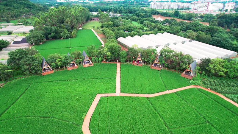 土壤改良剂：守护耕地健康的守护者