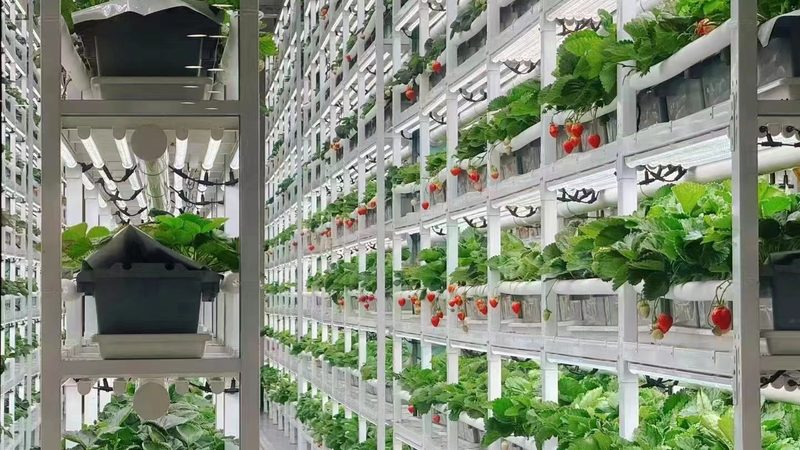农业环境监测传感器：守护绿色家园的“眼睛